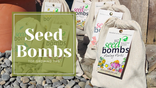 Seed Bombs Growing Top Tips 🌱💣