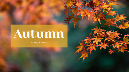 Autumn Gardening with TORA Gardens