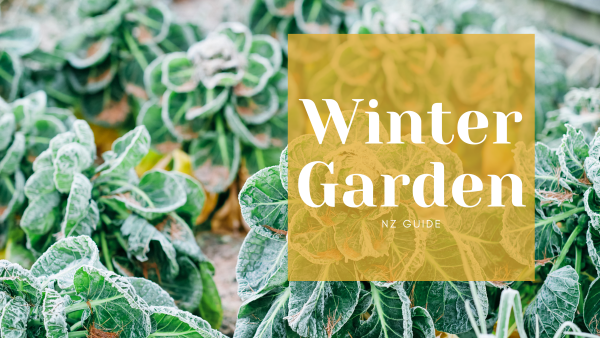 ❄️ Winter Gardening in NZ: What to Sow Now + How to Protect Your Garden from Frost
