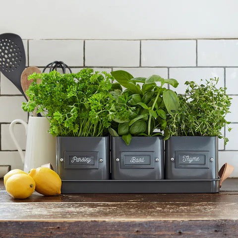 3 Herb Pots in a Leather Handled Tray - Charcoal - TORA Gardens 