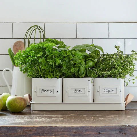 3 Herb Pots in a Leather Handled Tray - Stone - TORA Gardens 
