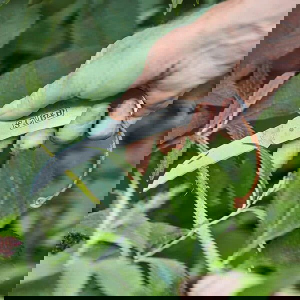 Sophie Conran Pocket Knife -  - TORA Gardens 