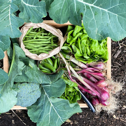 The Vege Box Grow Kit -  - TORA Gardens 