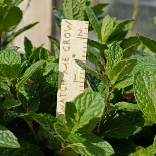 Watch Me Grow Plant Labels - 5 Pack 🌱 -  - TORA Gardens 