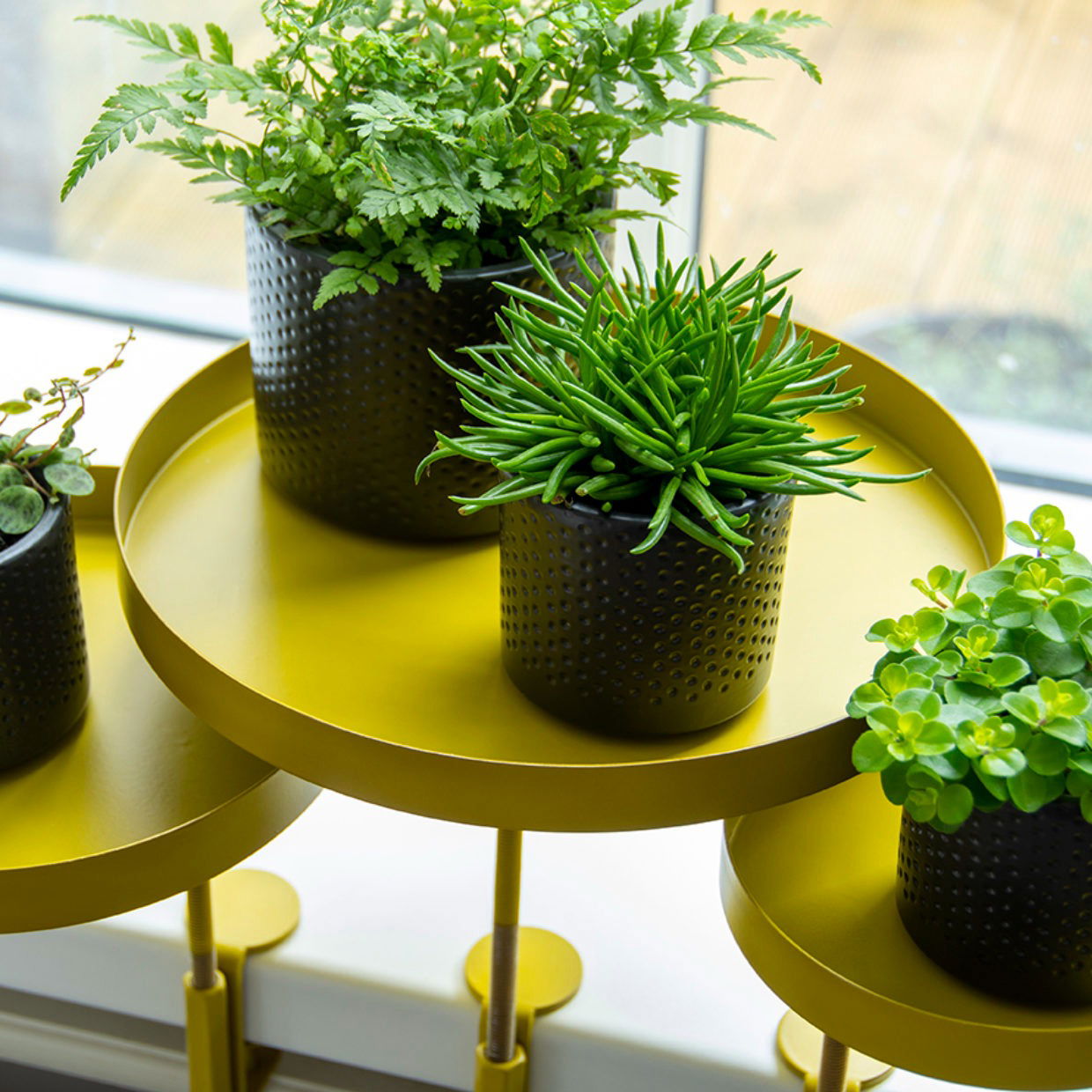 Windowsill Clamp Gold - Large -  - TORA Gardens 