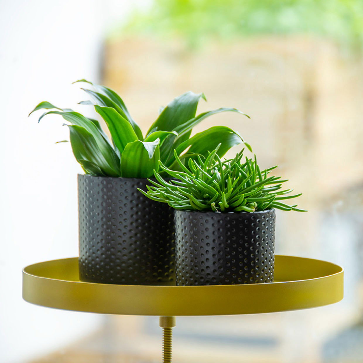 Windowsill Clamp Gold - Large -  - TORA Gardens 