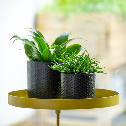 Windowsill Clamp Gold - Large -  - TORA Gardens 